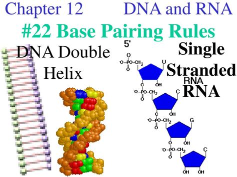 PPT - Chapter 12 DNA and RNA #22 Base Pairing Rules PowerPoint ...