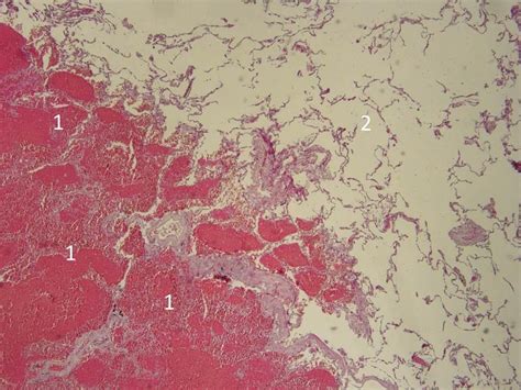 Описание микропрепаратов
