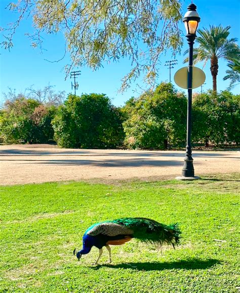 Sahuaro Ranch Park