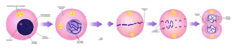 9.2 Cell Division Diagram 1 Diagram | Quizlet