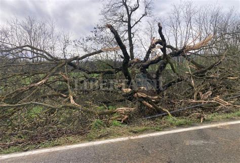 Vento Forte Alberi Caduti E Rami Pericolanti Numerosi Interventi