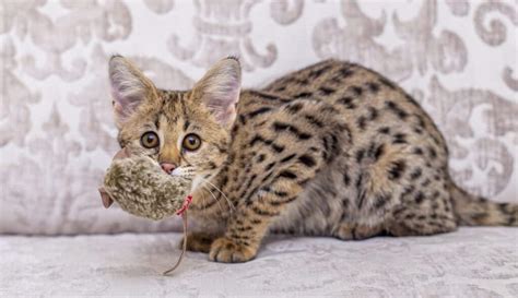 Savannah Cats For Sale - List of trusted Savannah Cat Breeders