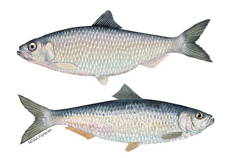 River Herring Noaa Fisheries