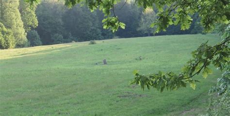 Animalul foarte periculos surprins de camere în pădurile României