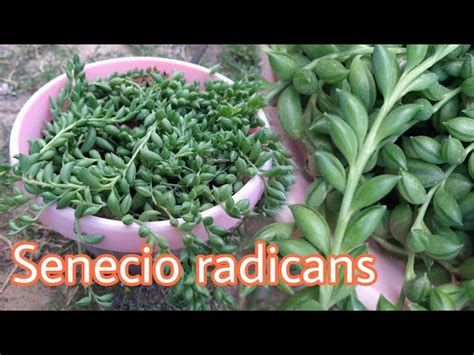 Cadena De Pl Tanos Senecio Radicans Al Detalle