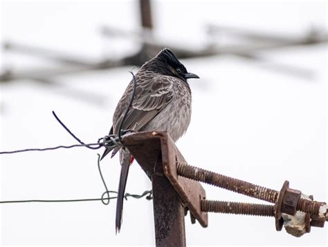 400 Free Olki Johdossa Bulbul And Bird Photos Pixabay