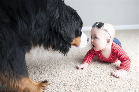 Are Dogs Like Kids