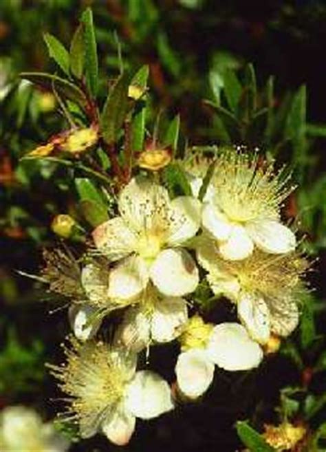Spice Pages: Myrtle (Myrtus communis)