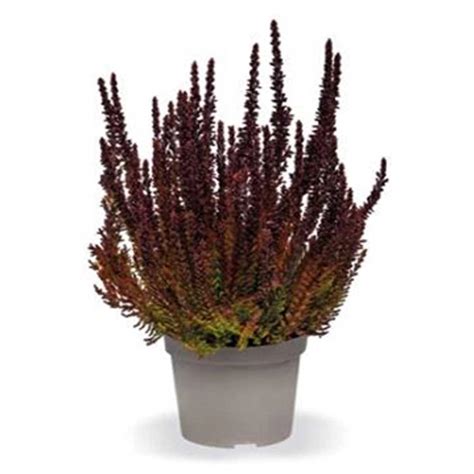 Besenheide Sunset Fire Calluna Vulgaris Topf Cm Stk Kaufen