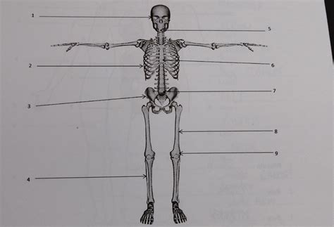 L Appareil Locomoteur Diagram Quizlet