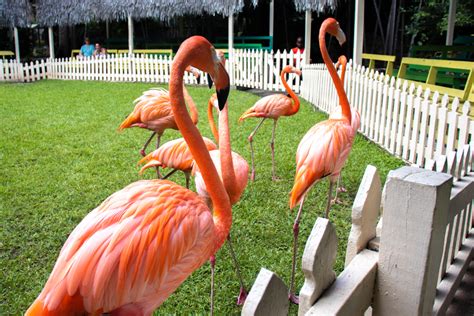 Flamingos in Nassau: Visit Ardastra Flamingo Gardens in Nassau