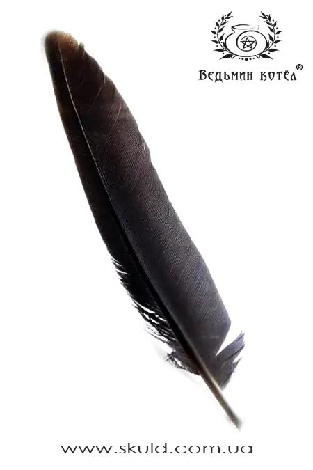 Перо ворона купить в Киеве | Цена на Перо ворона в Украине - Ведьмин Котёл