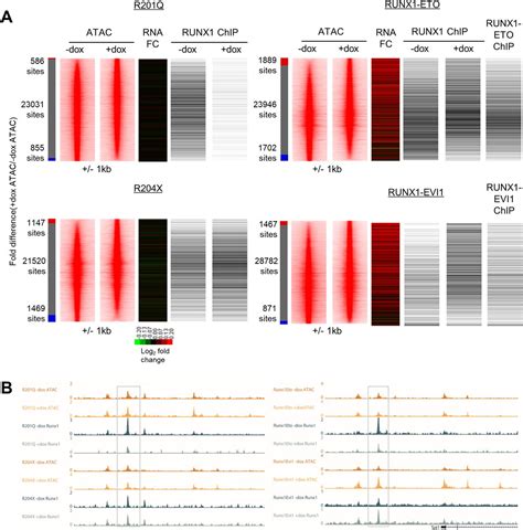 Different Mutant Runx Oncoproteins Program Alternate Haematopoietic