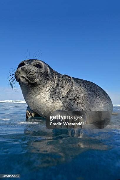 37 Baikal Seals Stock Photos High Res Pictures And Images Getty Images
