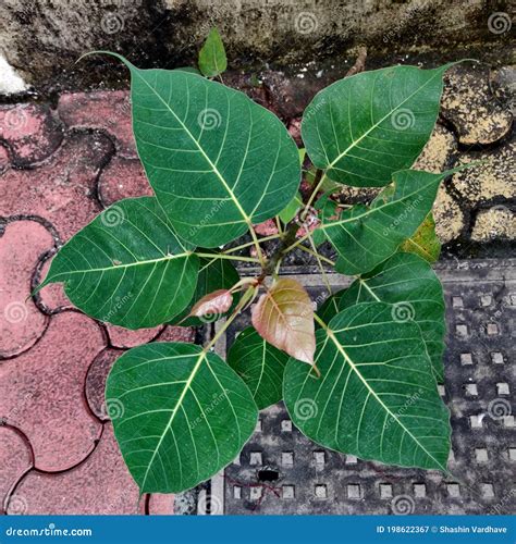 The Pipal Tree Stock Image 33364267