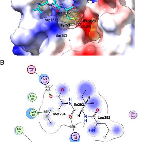 HMPV P induces formation of membrane extensions and co-localizes with ...