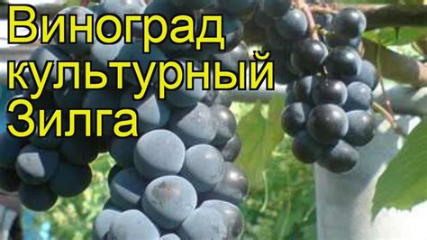 Виноград культурный Зилга. Краткий обзор, описание характеристик, где ...
