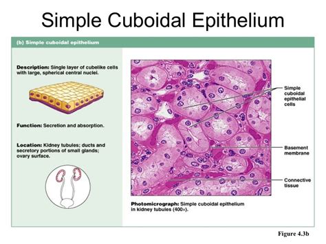 Epithelial Tissue Histology Worksheet