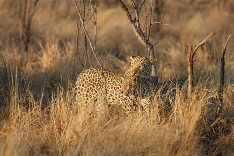 The Best Safaris In Sabi Sands Game Reserve: An Expert Guide - Horizon ...