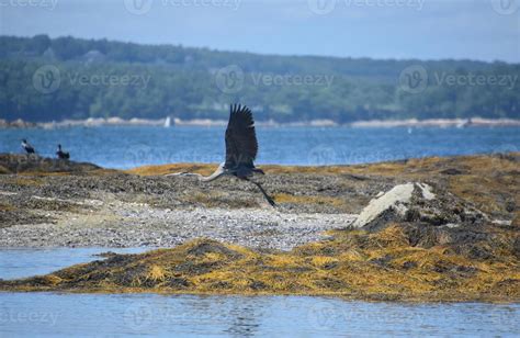 Beautiful Great Blue Heron With Wings Spread 9635575 Stock Photo at ...