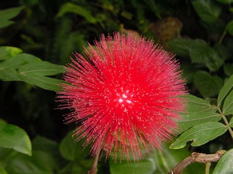 Tropical Rainforest Plants Names