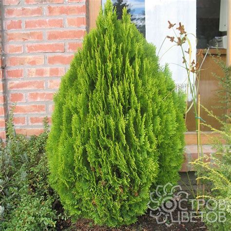 Туя восточная Ауреа Нана - купить саженцы Thuja orientalis (Platycladus ...