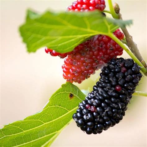 Red Mulberry - Food Forest Nursery