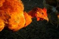 Naked Neck Turken Backyard Chickens Learn How To Raise Chickens