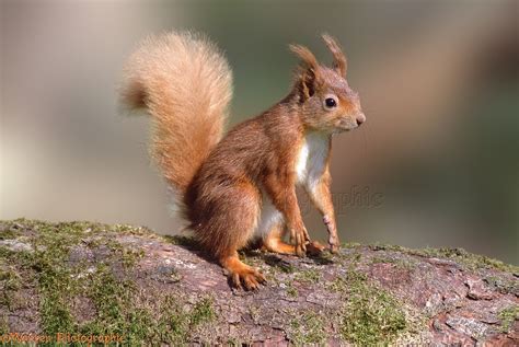 Red Squirrel Photo Wp00649