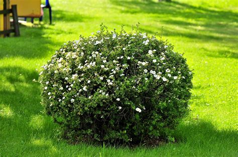 Виды Кустов Фото – Telegraph