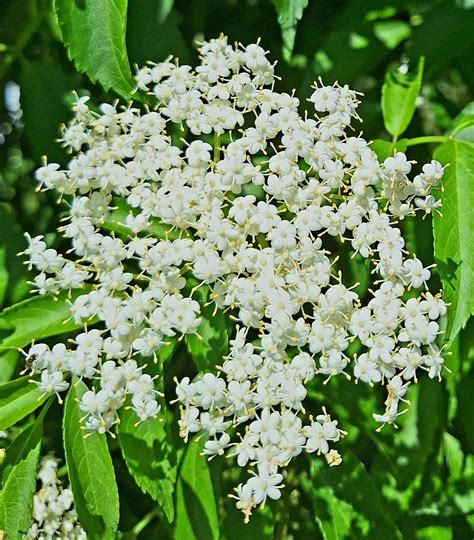 Elderflowers