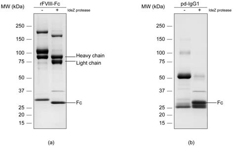 Bioengineering Free Full Text Comparative N Glycosylation Analysis