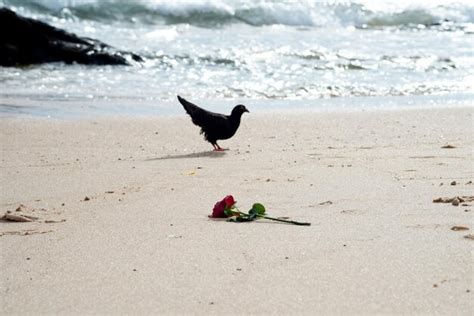 Premium Photo Silhouette Of A Pigeon Looking For Food In The Beach