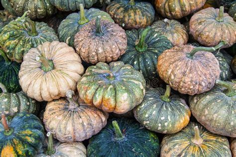 Green Pumpkins stock photo. Image of asia, lifestyle - 41620384