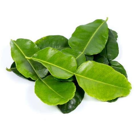 segar daun limau purut segar gram fresh kaffir lime leaves gram