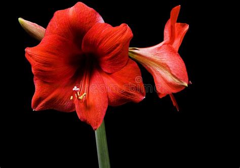 Amaryllis Stock Photo Image Of Violet Green Great 13658054