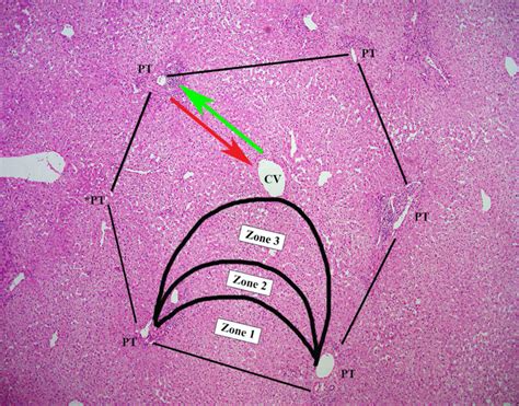 Normal Liver Histology 101 Aasld