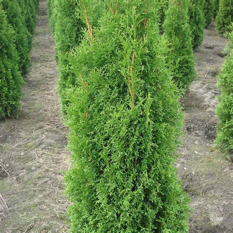 Thuja occidentalis 'Smaragd' (Lebensbaum) bestellen