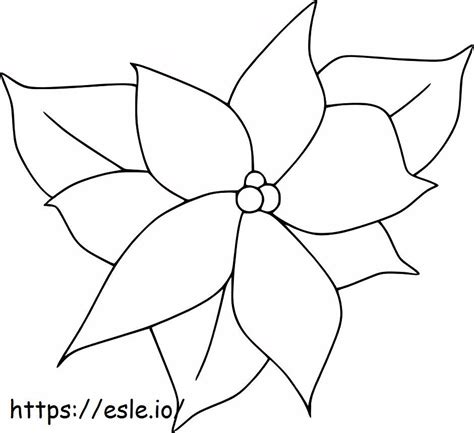 Blooming Poinsettia Coloring Page