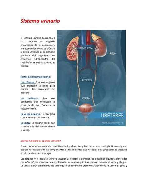 Sistema Urinario A Trav S De La Orina Se Eliminan Del Organismo Los