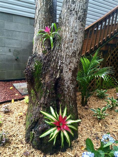 Bromeliads Bromeliads Plants Backyard