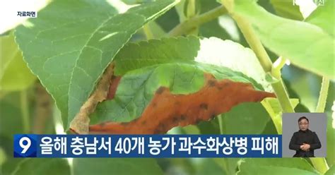 올해 충남서 40개 농가 과수화상병 피해