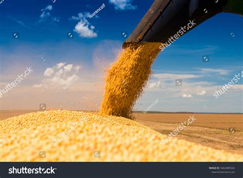 Soybean Harvest Selected Soybean Seed High Stock Photo 1662485326