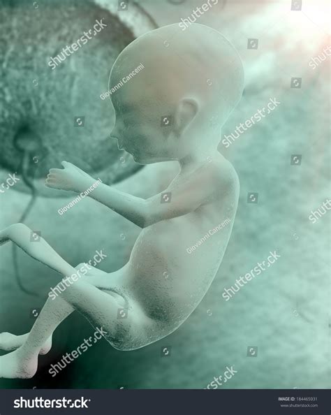 Fetus Inside Womb Stock Illustration 184465931 | Shutterstock