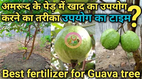 Best Fertilizer For Guava Tree How To Apply Fertilizer अमरूद पेड़