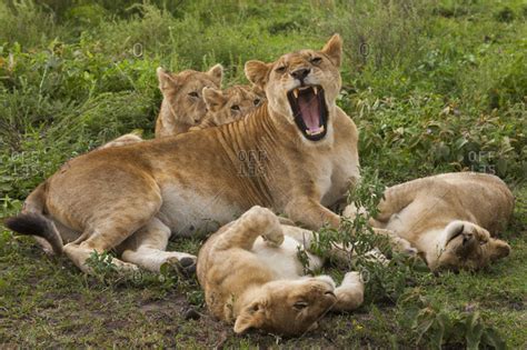 Lion Protecting Lioness