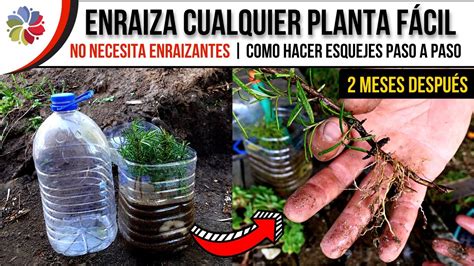 ENRAIZA CUALQUIER PLANTA por ESQUEJES con éste SIMPLE INVENTO 2 MESES