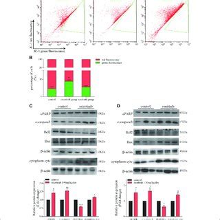 Crizotinib And Sunitinib Exposure Induced Hepatotoxicity In Vitro And