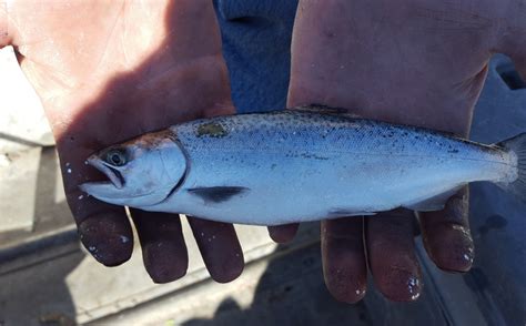 Spirit Lake Idaho Fishing - FISHING OPK