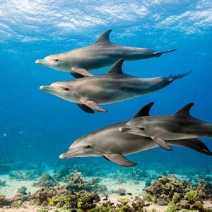 Dolphin Reef Foto Raflar Ve Afi Ler Beyazperde